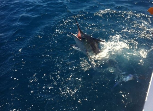 Pescando un pez espada